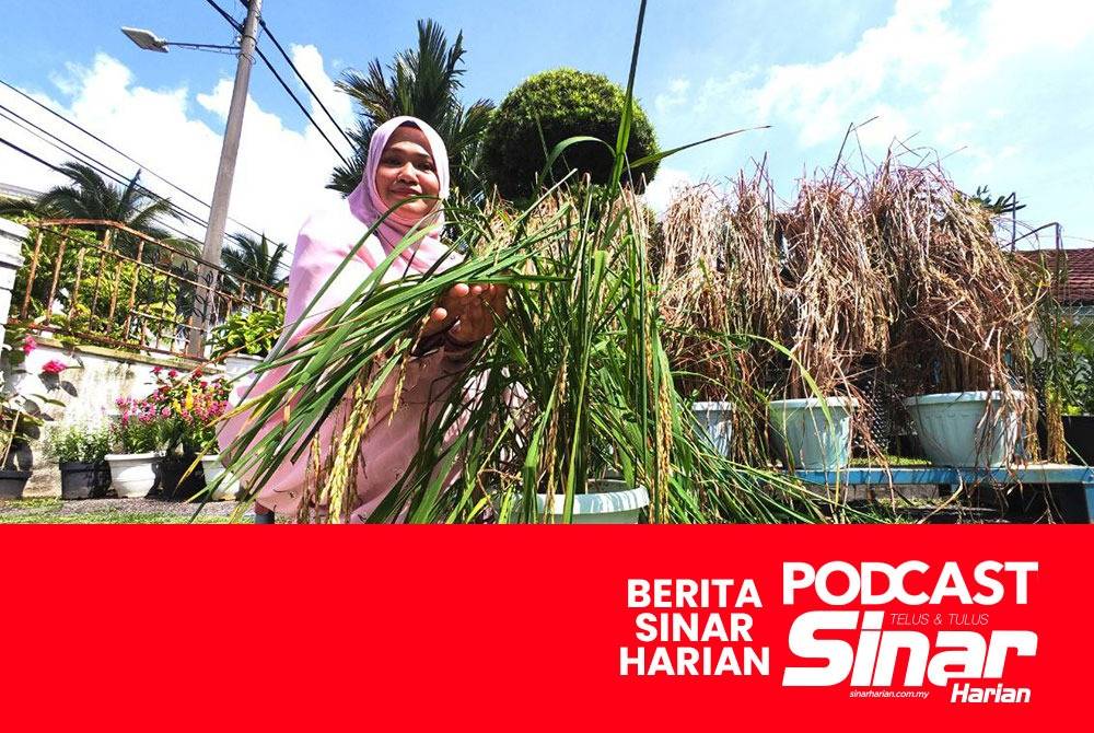 Suri Rumah Tanam Padi Dalam Pasu L Jun Sinar Harian