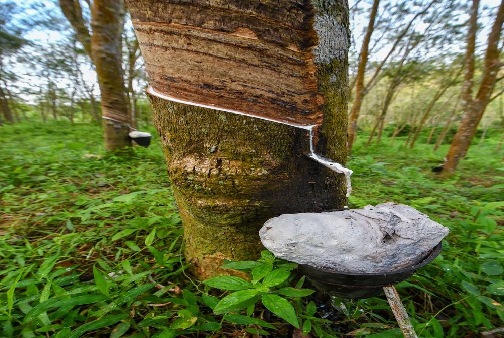 Another Name For Natural Rubber