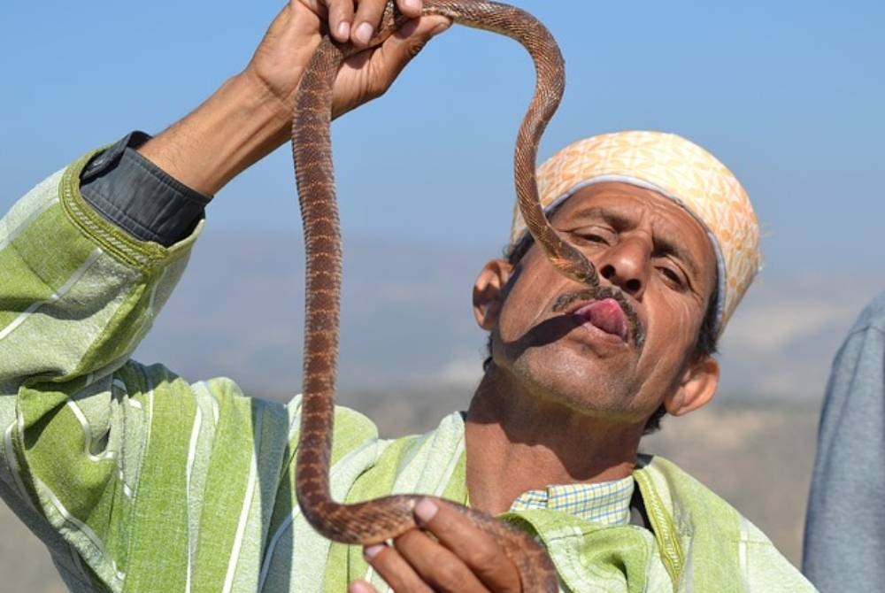 haram-for-muslims-to-have-pet-snakes-sinar-daily