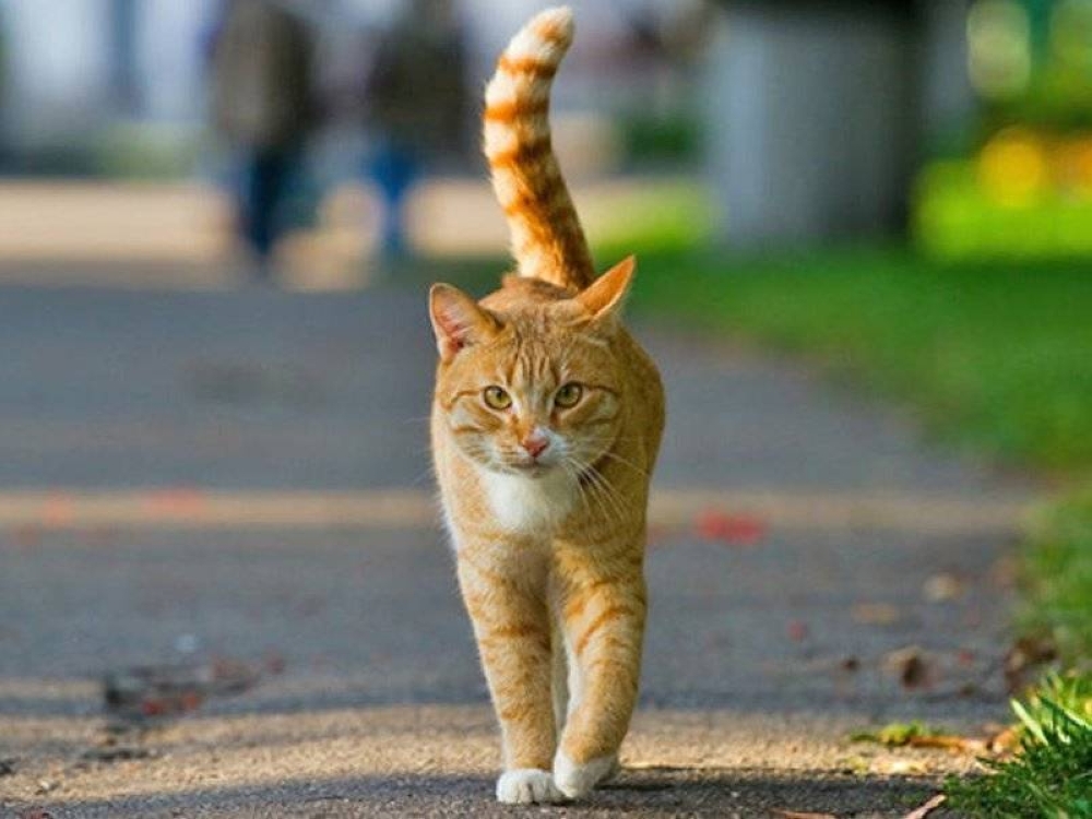 Kucing menjadi haiwan paling banyak dipelihara oleh rakyat Malaysia selain anjing dan ikan. 