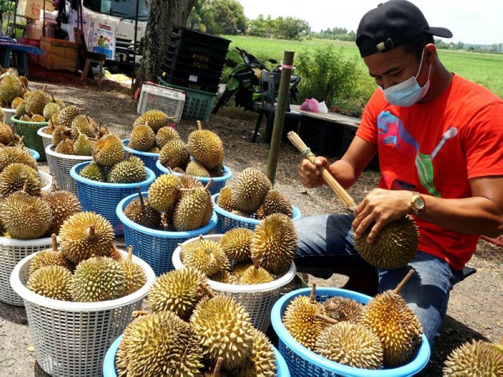 Dulu jika berlaku lambakan durian tidak lagi dijual dengan cara sebiji, sebiji sebaliknya diganti dengan kaedah sebakul, sebakul. Gambar hiasan.