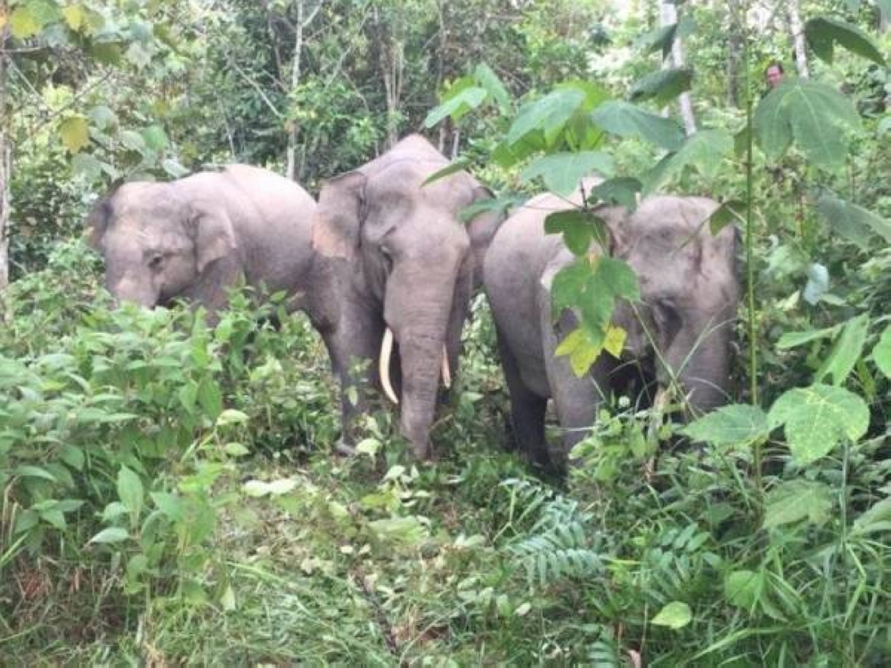 Gajah adalah khazanah berharga negara yang perlu dipelihara dan dilindungi.