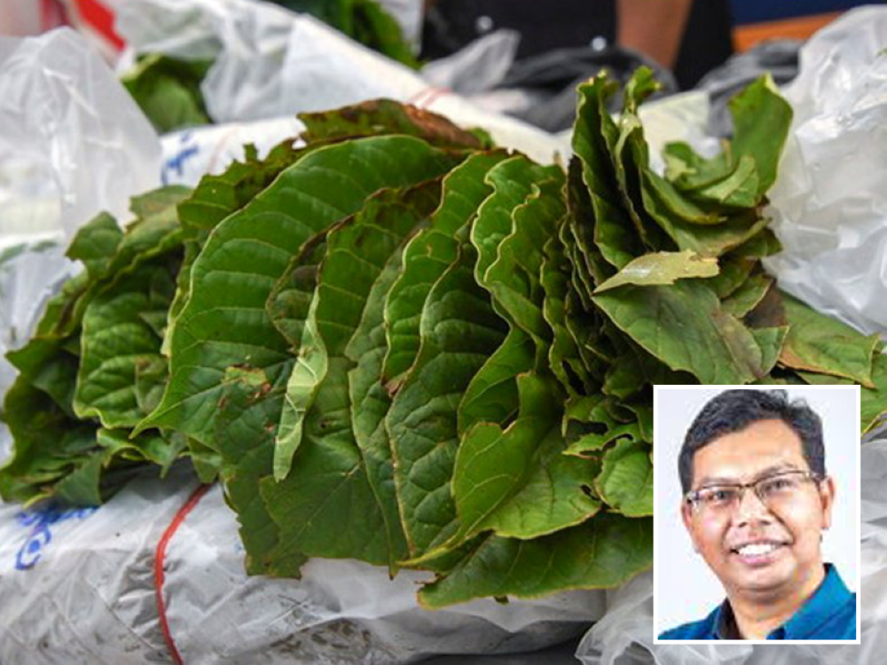 Tiada kajian yang membuktikan daun ketum boleh merawat Covid-19. Gambar kecil: Zaki Zamani