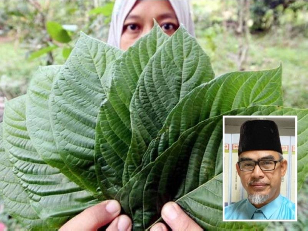 Tidak ada kajian yang mengesahkan air ketum boleh merawat Covid-19. Gambar kecil: Dr Suhazeli Abdullah 