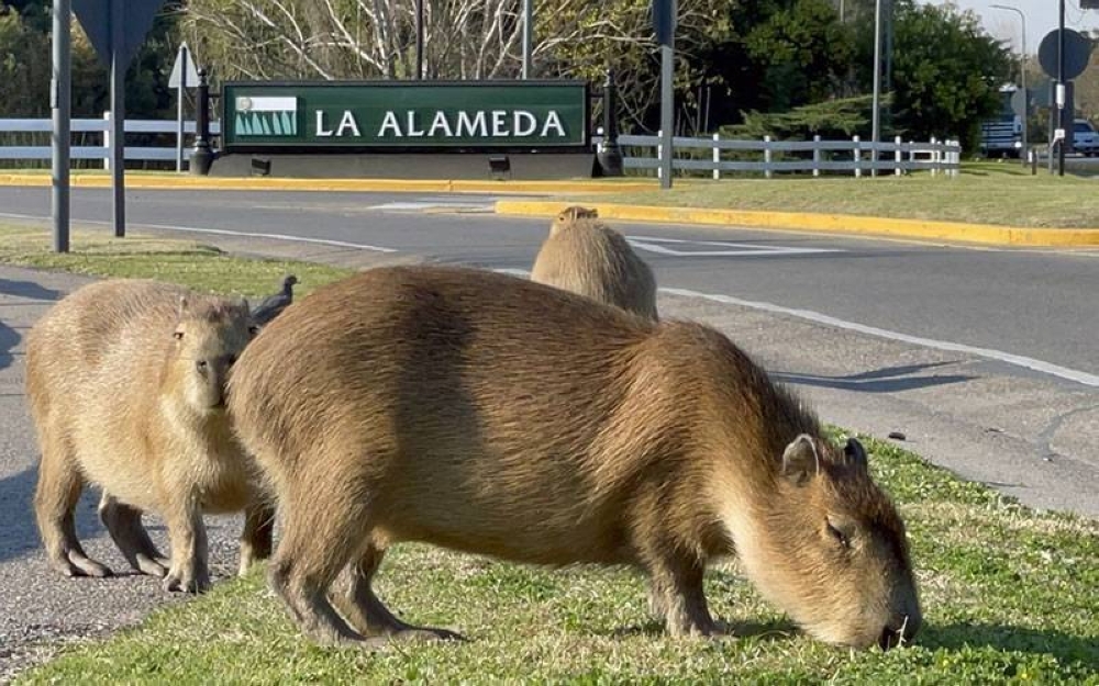 Tikus gergasi atau capybara memakan rumput di tepi sebatang jalan raya di kawasan perumahan mewah di Tigre, dekat Buenos Aires pada Ogos lalu. - Foto AFP