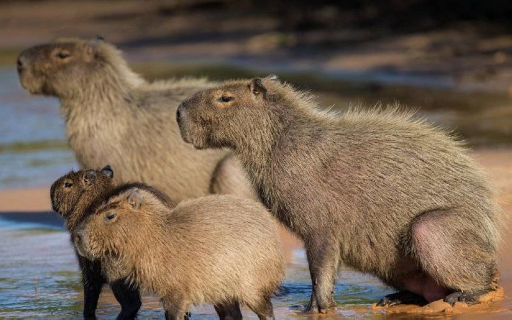 Capybara juga tidak terkecuali daripada berdepan ancaman populasi yang serius sejak akhir-akhir ini. 