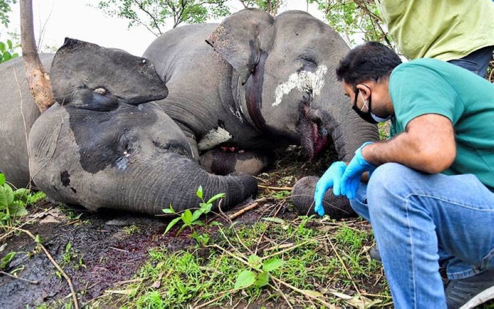 Sekumpulan gajah yang maut dipanah petir dalam satu kejadian pada Mei lalu di Assam. - Foto AFP