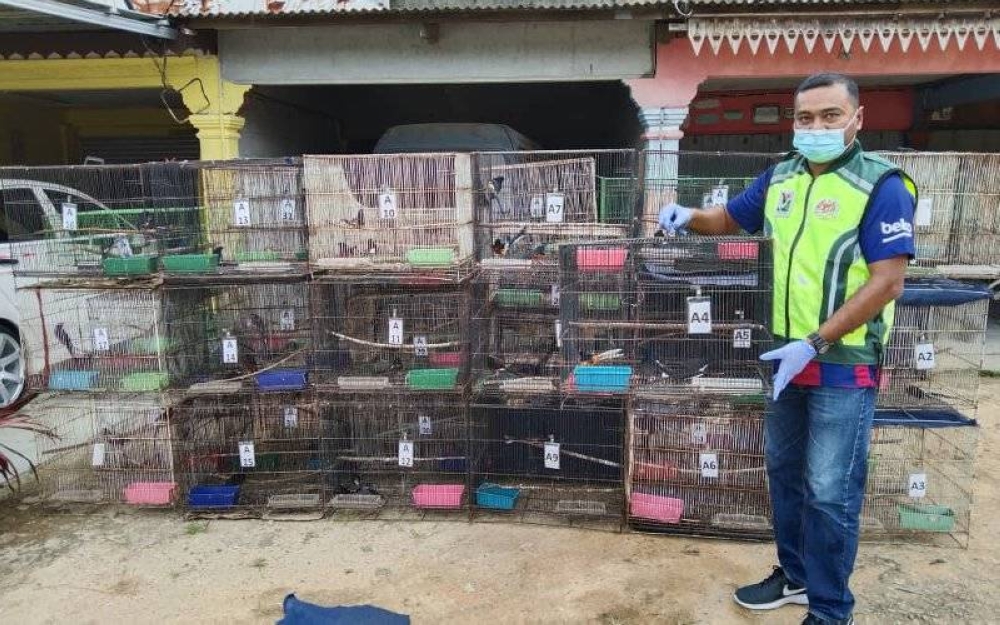 Perhilitan merampas pelbagai spesies burung yang dilindungi.