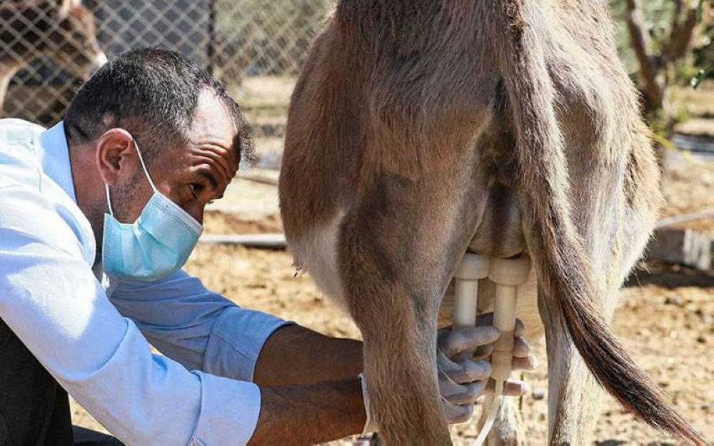 Seorang pekerja memerah susu di ladang milik syarikat 'Atan Donkey Milk Soups' di Madaba, Jordan baru-baru ini. - Foto AFP