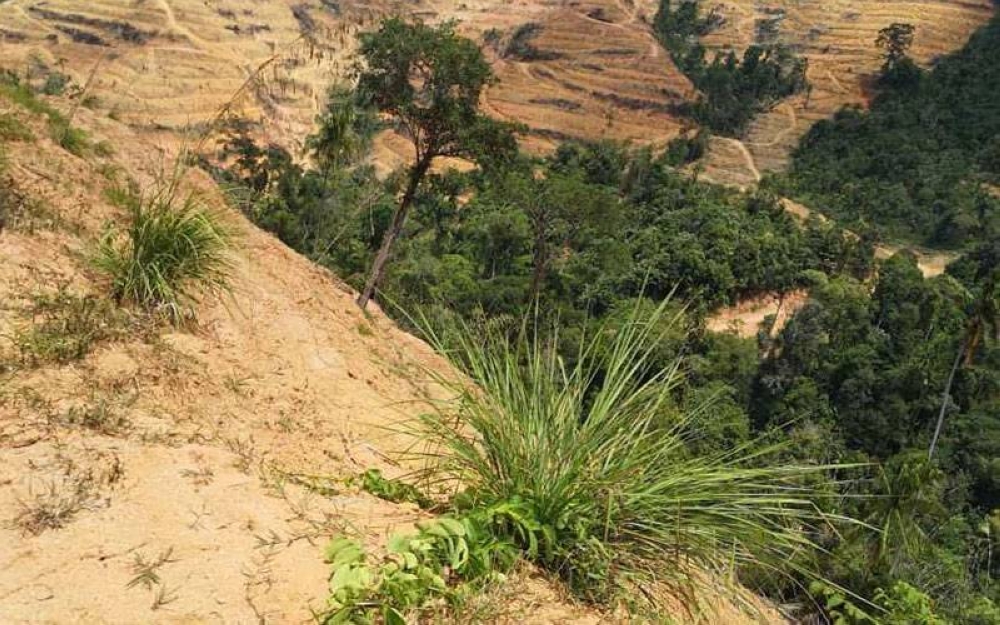 Teres dibina di Gunung Inas untuk menanam durian musang king yang dirakamkan pada awal tahun.