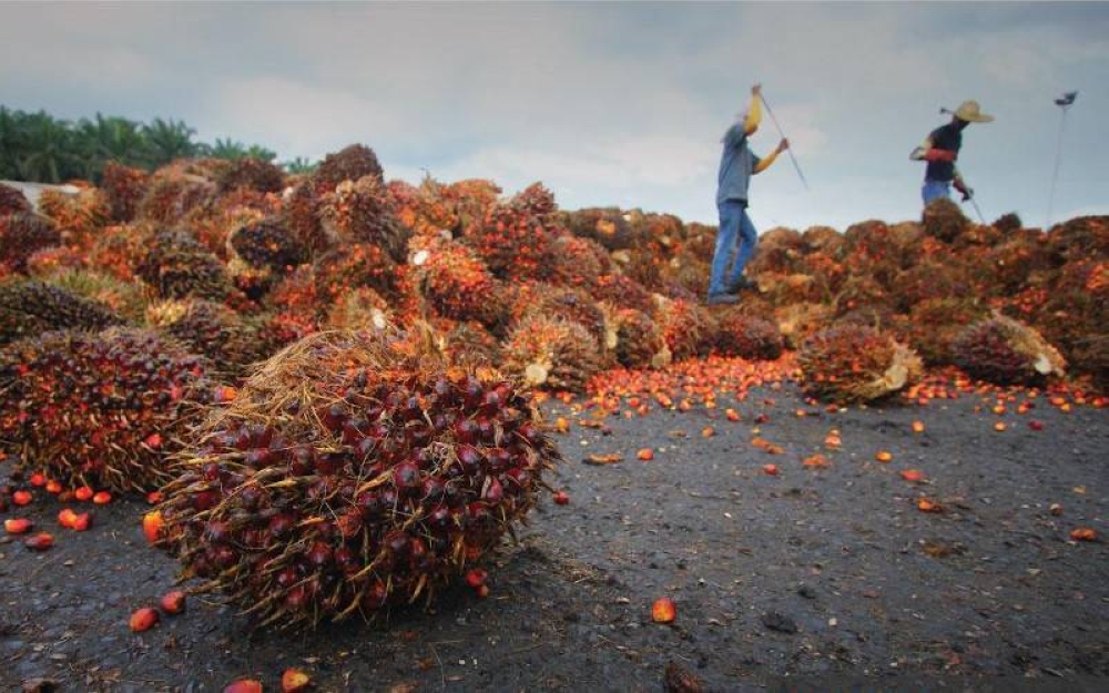 Seramai 736,111 pekerja ladang diperlukan oleh sektor perladangan kelapa sawit di Malaysia.