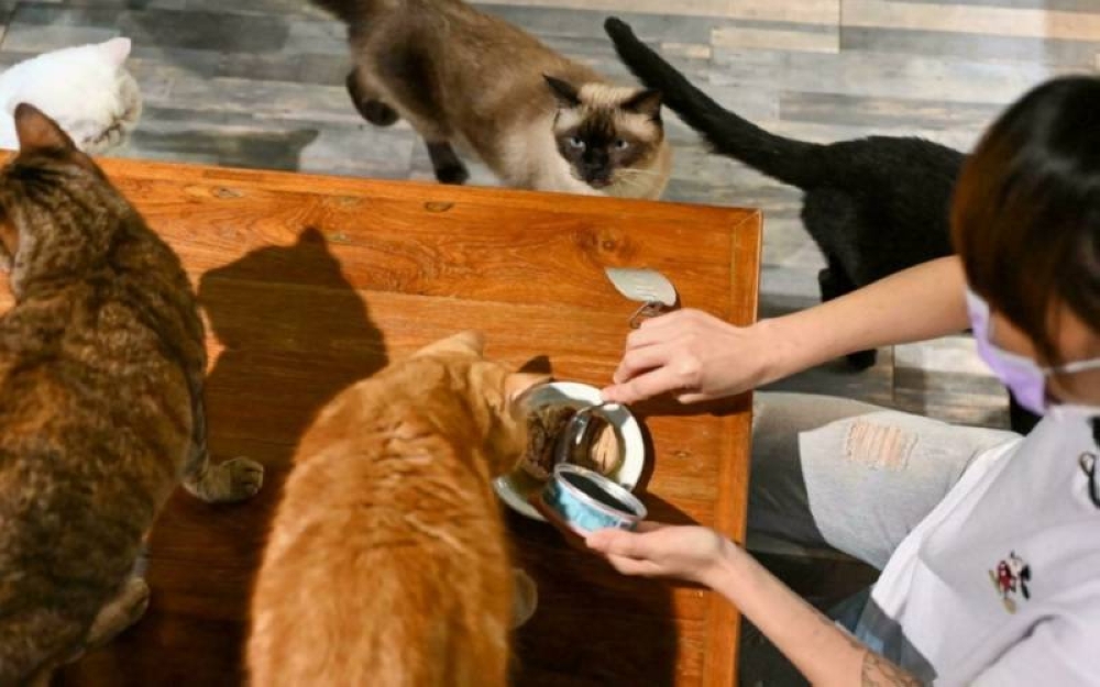 Ulat sutera kini jadi makanan kucing - Sinar Premium