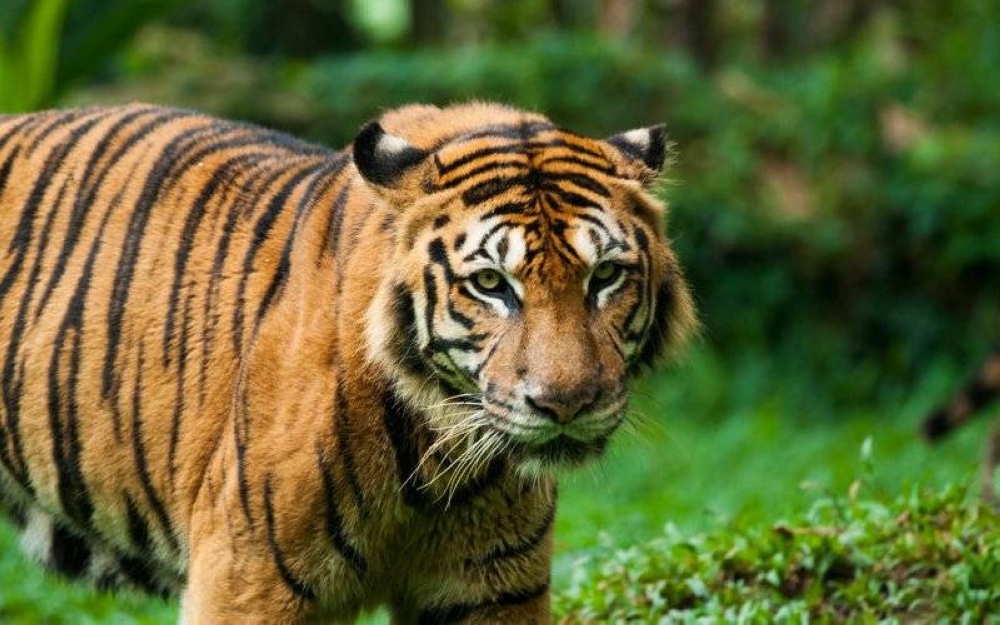 Harimau Malaya. - Foto 123rf