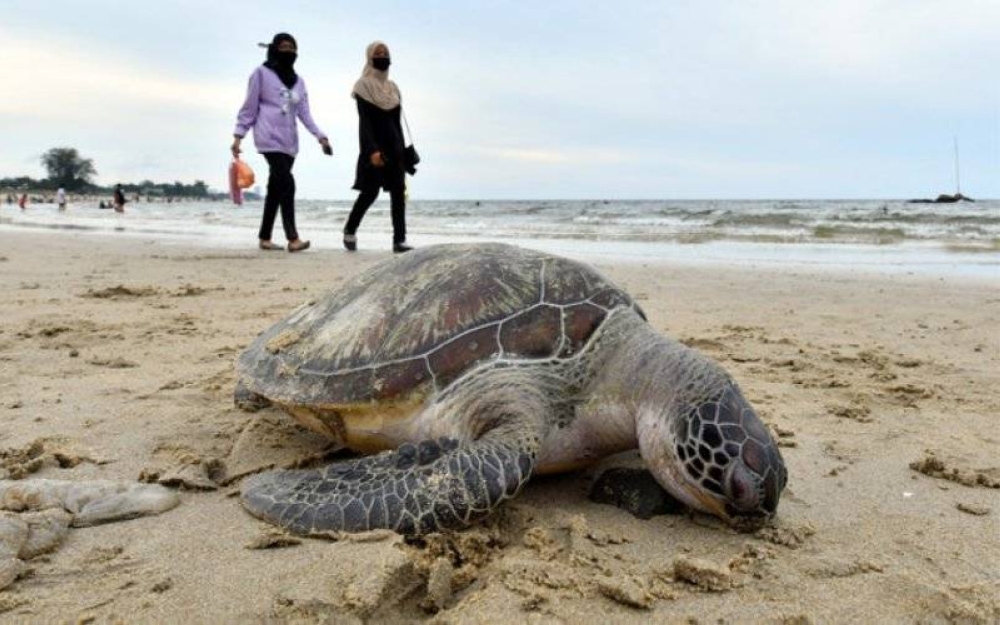 Seekor penyu agar betina seberat 15 kilogram ditemukan mati terdampar di pesisir pantai Pandak, Chendering pada September lalu. - Foto Bernama