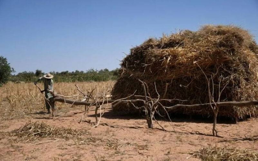 Kawasan menghijaukan tanah rata dan gurun di Niger bermula sejak tahun 2013. - Foto AFP