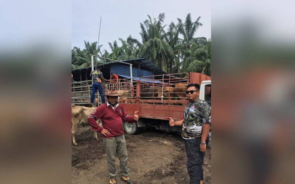 Hashim (kiri) sedang meninjau keadaan lembu hidup yang diternak sebagai persiapan sebelum dijual kepada orang tengah atau golongan peniaga.