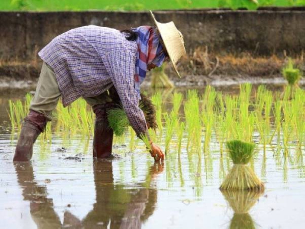 Kerajaan Selangor memperuntuk sebanyak RM14 juta bagi membantu petani dan pesawah di Selangor yang terkesan akibat kenaikan harga baja serta racun pada tahun ini.