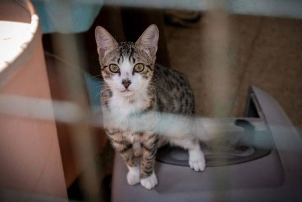 Kucing peliharaan termasuk dalam senarai haiwan yang mungkin diharamkan di Iran. - Foto AFP