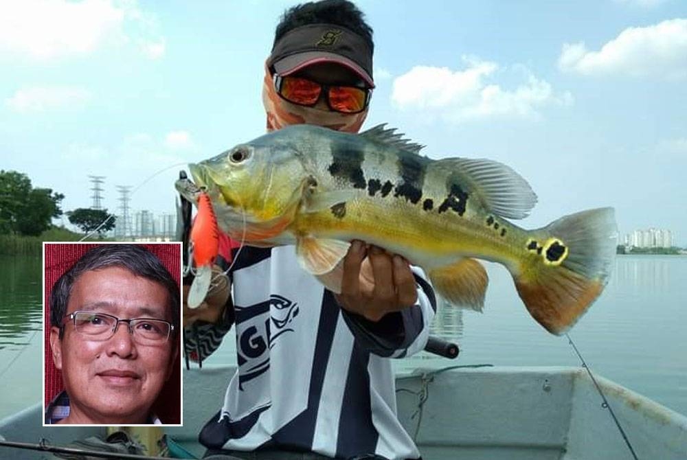 Seorang pemancing menunjukkan ikan pendatang spesies peacok bass yang dikatakan semakin banyak di tasik dan lombong di seluruh negara. (Gambar kecil: Ridzuan)