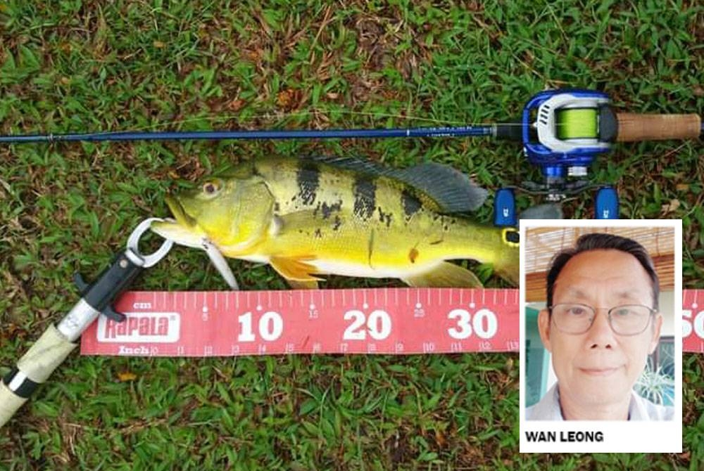 Ikan peacock bass semakin banyak ditemui di kawasan lombong dan tasik kerana ia mudah menbiak.