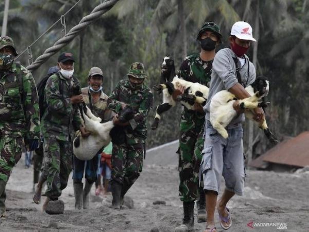 Haiwan-haiwan juga diselamatkan selepas Gunung Semeru meletus di Jawa Timur. - Foto Antara