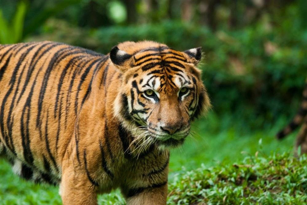 Dapatan 1st National Tiger Survey 2016-2018 mendapati bilangan Harimau Malaya kurang daripada 200 ekor. - Foto 123RF