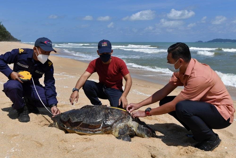 Kakitangan Jabatan Perikanan Negeri Terengganu mengukur saiz bangkai penyu agar betina dewasa yang ditemui terdampar di Pantai Kelulut baru-baru ini. Penyu itu dipercayai mati akibat termakan plastik.