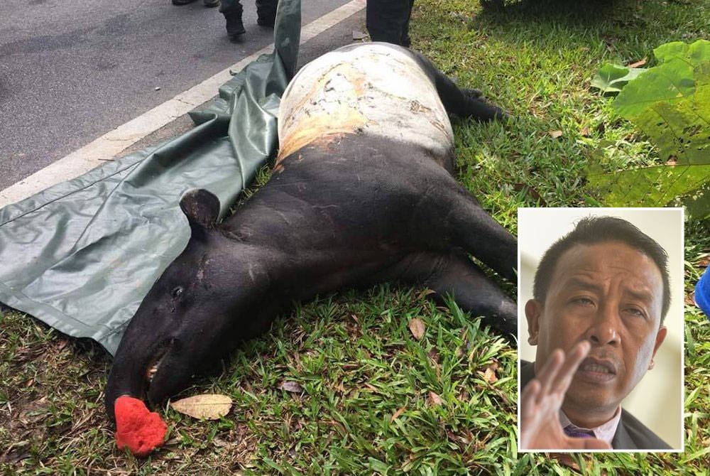 Tapir antara spesies hidupan liar yang turut diancam kepupusan akibat ‘road kill’. (Gambar kecil: Abdul Kadir)