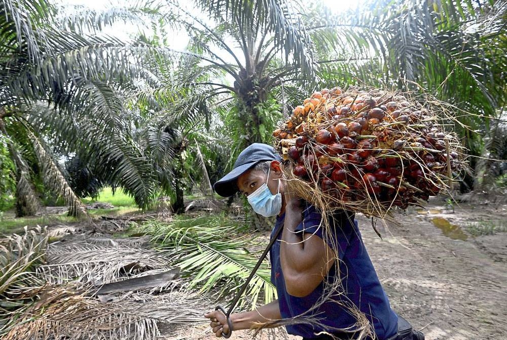 Akibat kekurangan pekerja, pemilik ladang perlu membuat pilihan sama ada pada bulan tersebut menumpukan kepada kutip buah, membaja atau menebas rumput.