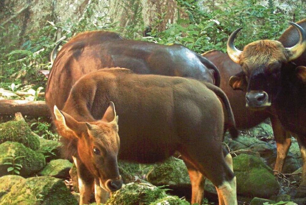 Spesies seladang liar yang dikesan di Taman Negeri Royal Belum, Hulu Perak.