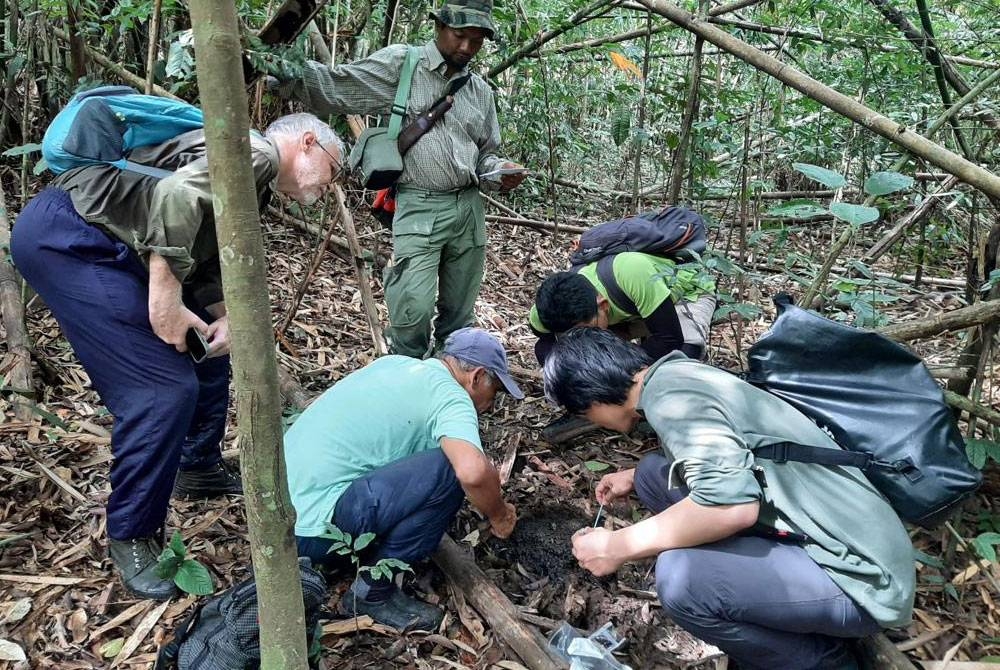 Kerja-kerja mengutip sampel najis seladang di Hulu Perak.