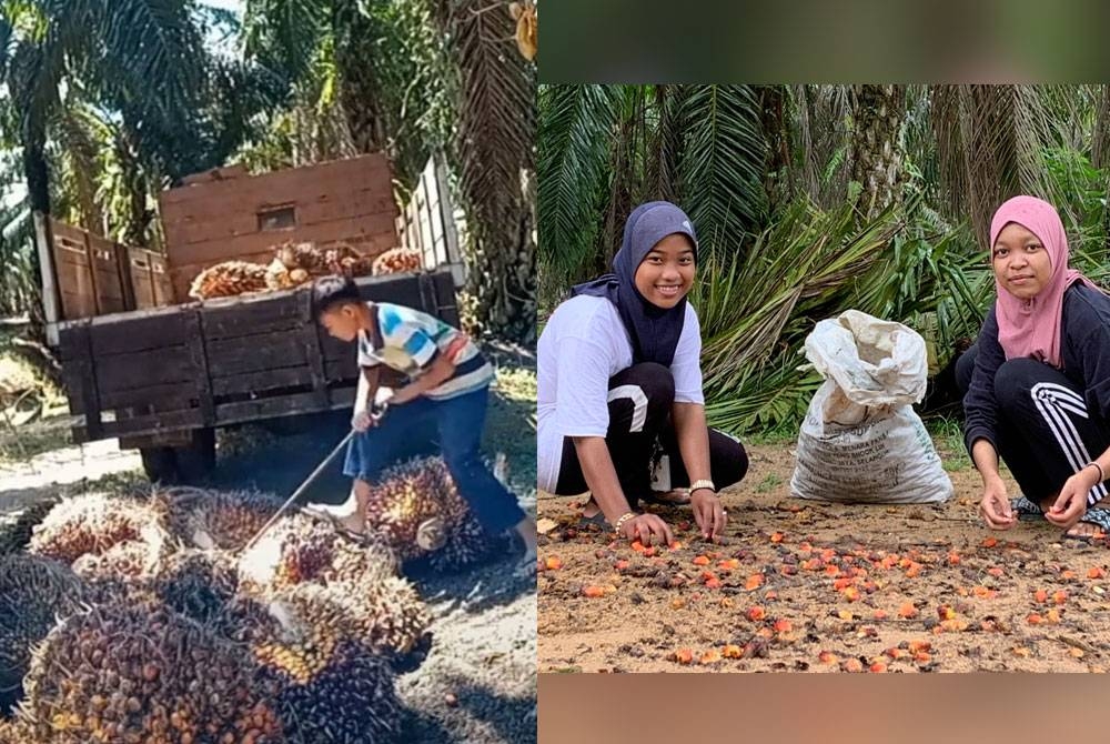 Nor Syafi turut membantu memunggah tandan sawit dalam lori. Nur Areeyana (kiri) dan Nik Nor Fatin Farhana menjadikan kerja mengutip buah sawit relai sebagai hobi di kala masa terluang.