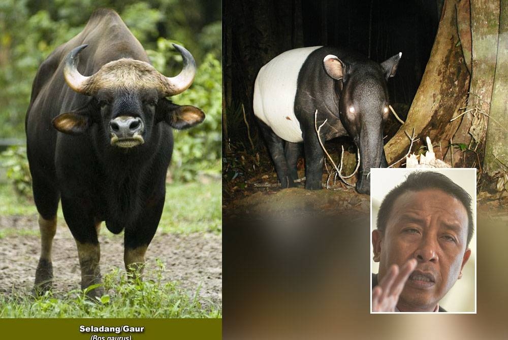 Tapir dan seladang antara spesies binatang liar dilindungi kian diancam kepupusan. (Gambar kecil: Abdul Kadir)