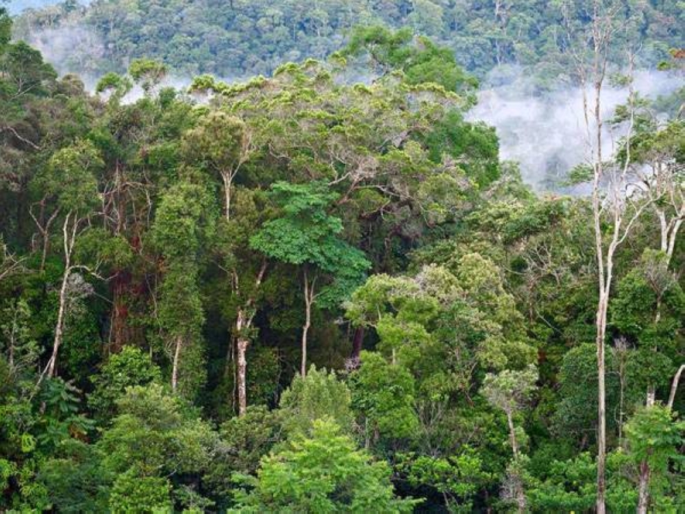 Kewujudan hutan diakui sebagai kunci mencegah perubahan iklim.