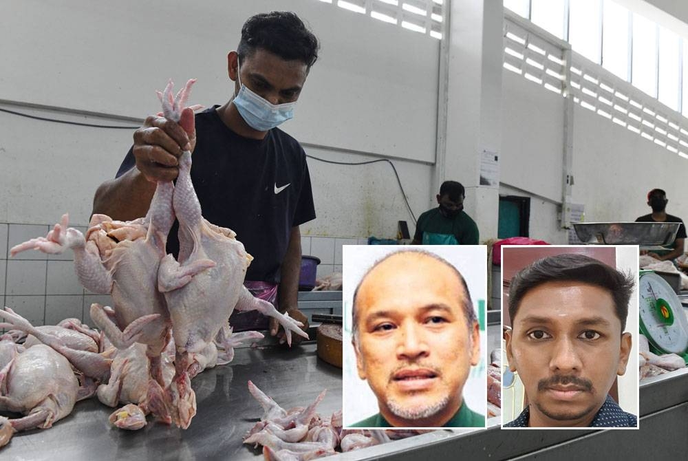 Penjual ayam, Mohamad Nasir Abdul Kalam menyusun beberapa ekor ayam di gerainya di Pasar Awam Chowrasta, Georgtown, Pulau Pinang berikutan kekurangan ayam akhir-akhir ini. Foto Bernama, gambar kecil dari kiri: Nadzim, Saravanan Thambirajah