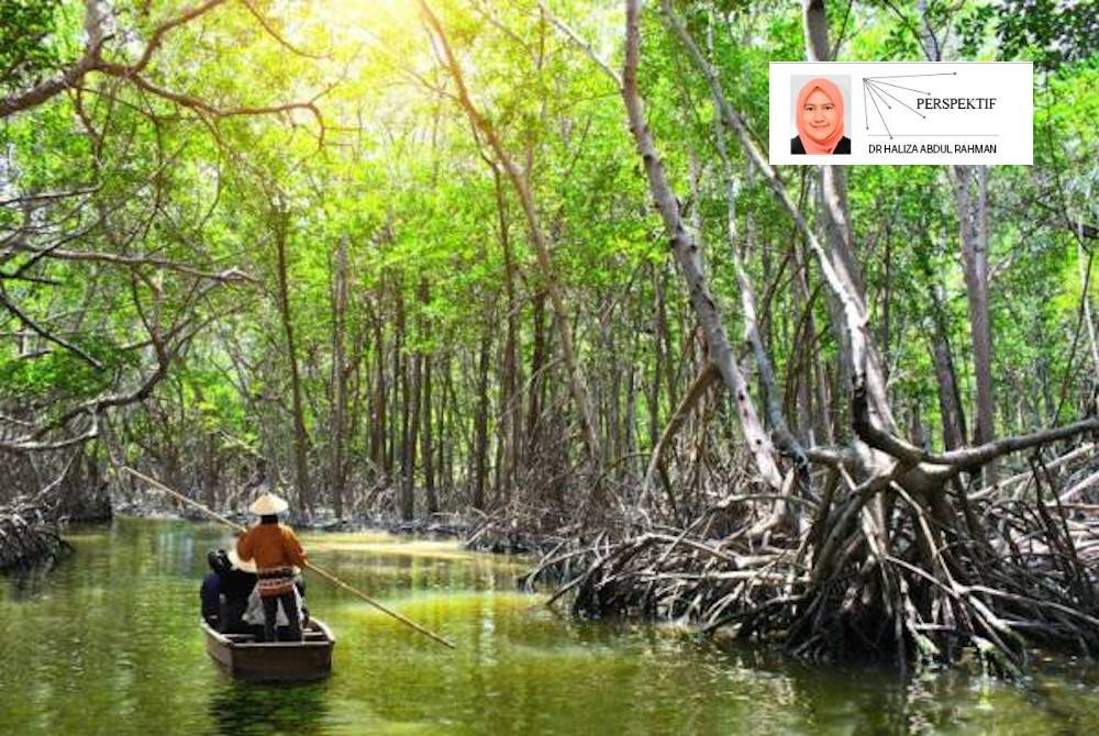 Hutan paya bakau adalah salah satu daripada tiga hutan utama yang terdapat di Malaysia, selain hutan darat dan hutan paya gambut.(Gambar hiasan) - Foto 123rf