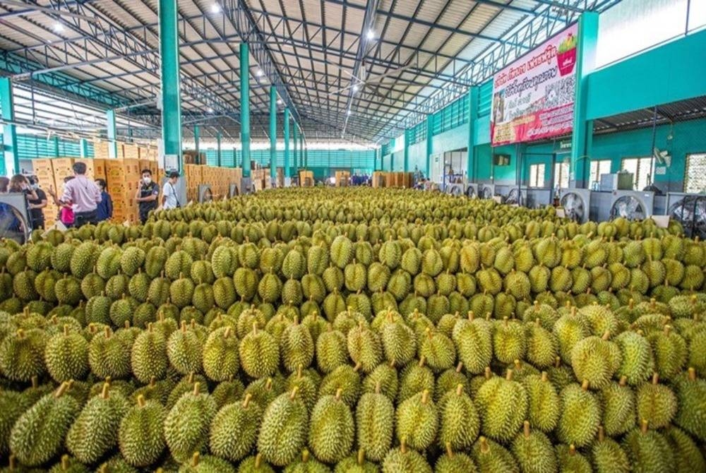 Kebanyakan buah durian Thailand dieksport ke China. - Foto Xinhua