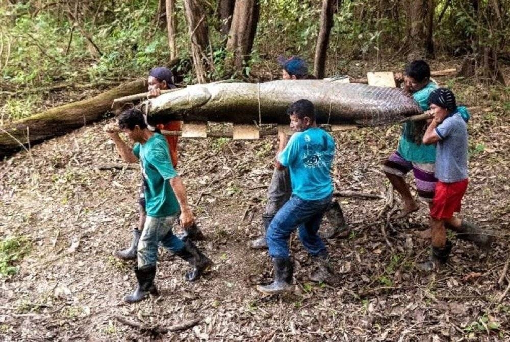 Ikan pirarucu boleh mencapai berat sehingga 200 kilogram. - Foto AFP