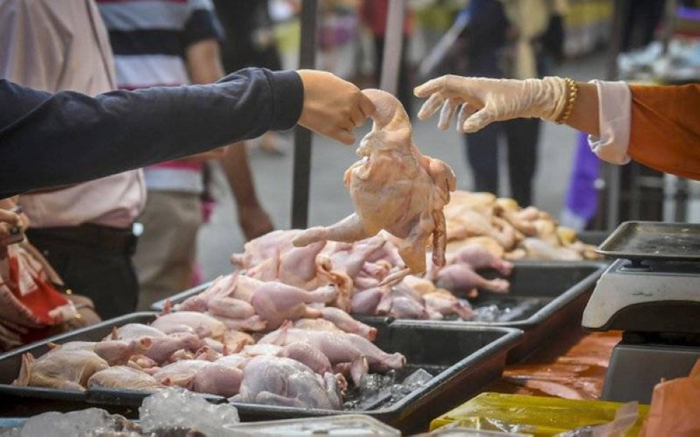 Kebergantungan kita kepada ayam telah menjadikan sumber protein itu seolah-olah makanan ruji rakyat Malaysia.