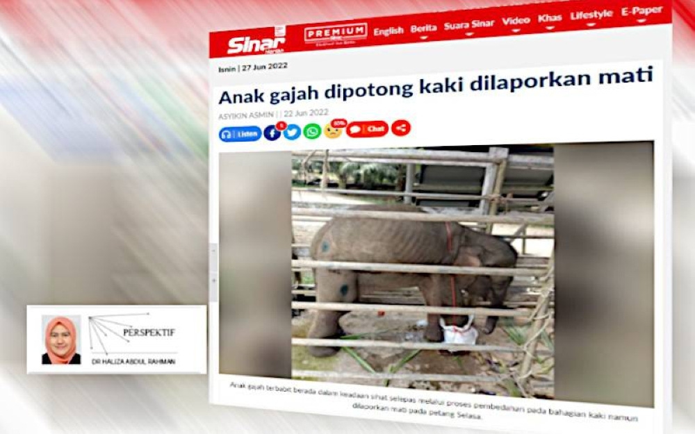 Anak gajah yang cedera akibat terkena jerat sehingga pergelangan kaki kanannya terpaksa dipotong dilaporkan mati pada petang Selasa lalu. (Gambar kecil: Dr Haliza)