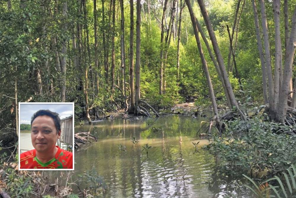 Penanaman bakau penting bagi kelestarian ekosistem air masin dan menjadi tempat habitat semula jadi seperti ikan, siput dan ketam terus membiak. Gambar kecil: Amran