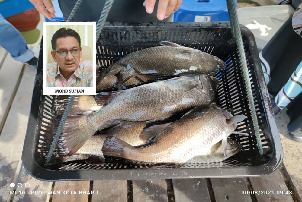 Ikan siakap diternak melalui akuakultur dapat menjamin sekuriti makanan terutamanya sumber protein daripada daging ikan. (Gambar kecil: Mohd Sufian)