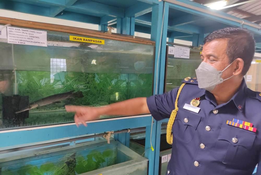 Wan Muhammad Aznan menunjukkan ikan dari spesies aligator gar yang dirampas sepanjang dua hari operasi pemeriksaan di sekitar Ipoh, Perak baru-baru ini.