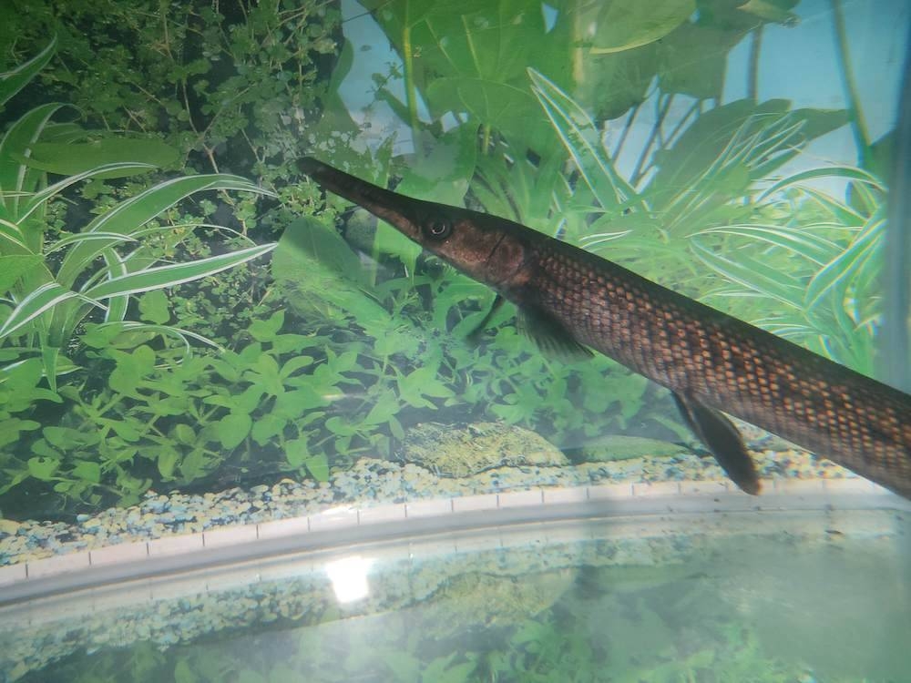 Aligator gar adalah spesies ikan larangan yang mengancam ikan asal sekiranya dilepas ke perairan negara.