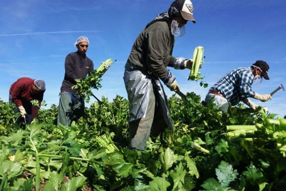 Tanah ladang pertanian sebenarnya menawarkan pulangan yang kukuh kepada pelabur di AS. - Foto AFP