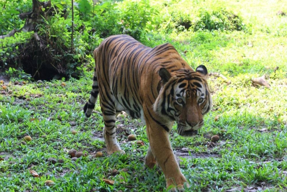 Harimau Malaya atau nama saintifiknya iaitu Panthera Tyigris Jacksoni dijangka pupus di negara ini dalam tempoh lima hingga 10 tahun.