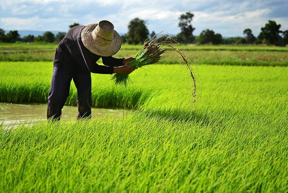 Dari lebih 10 kawasan penanaman padi utama di Malaysia, hanya satu iaitu Sekinchan, Selangor lengkap dengan sistem perparitan tertinggi (tertiary irrigation). Gambar hiasan.