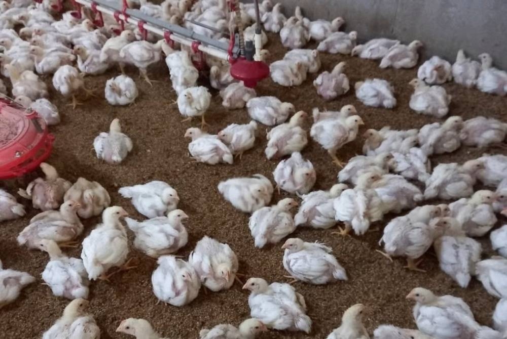 Ayam merupakan sumber makanan terpenting untuk penduduk Korea Selatan. - Foto South Korean Poultry Association