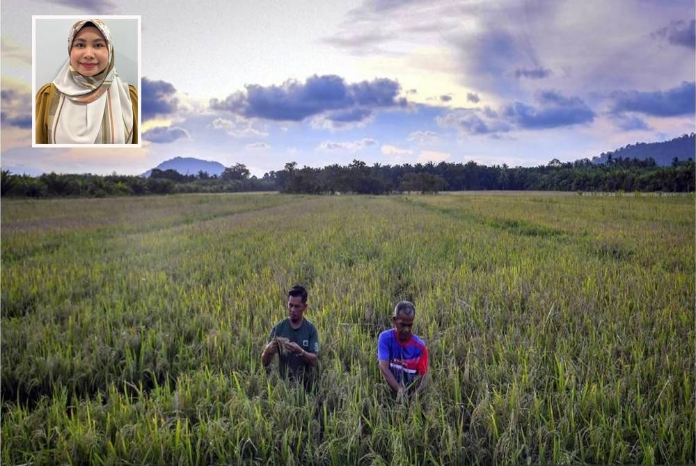 Seramai 25 pesawah di Marang, Terengganu menanggung kerugian lebih RM50,000 apabila tanaman mereka musnah akibat banjir Februari lalu. Gambar kecil: Siti Norliyana