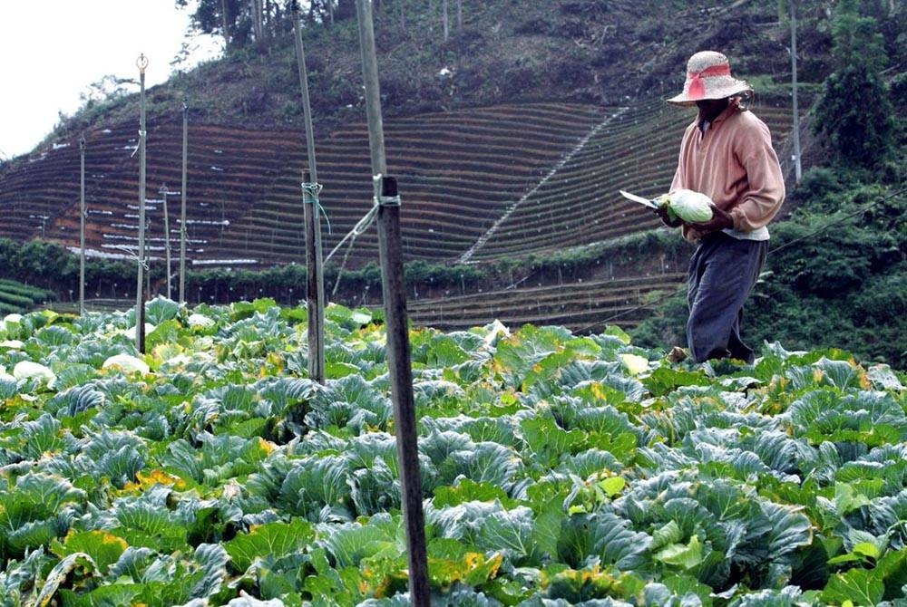 Cuaca tidak menentu menyukarkan pekebun merancang jenis tanaman yang sesuai mengikut musim.